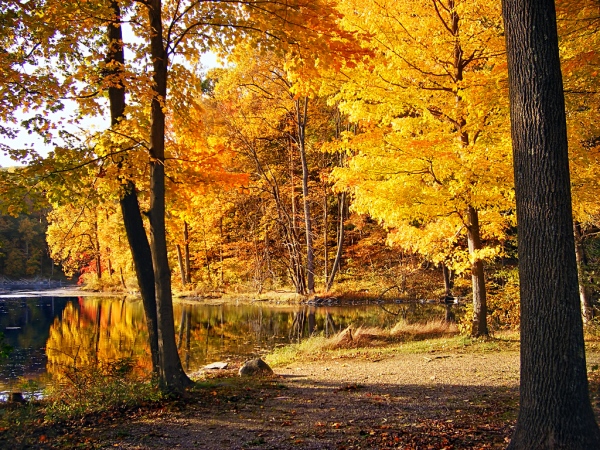 Autumn - Verisure Smart Alarms